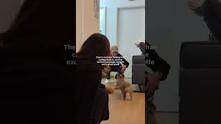 おかえりパッパ　#internationalmarriage #corgi