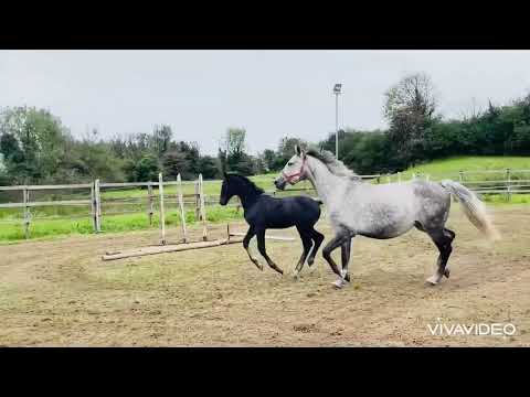 Top class broodmare - Image 2