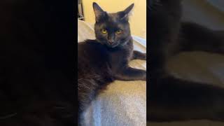 Domestic Shorthaired Cat Cats Videos