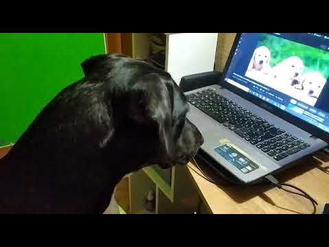 perro de raza brava siendo tierno