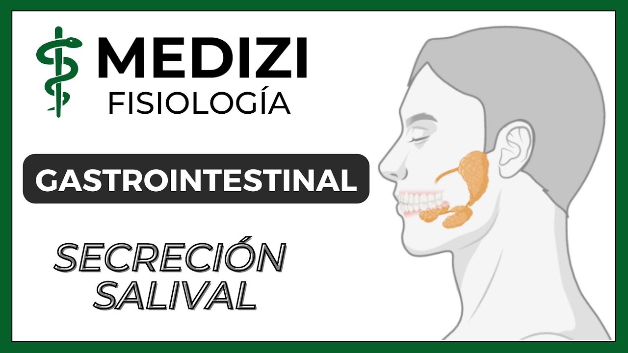 Clase 48 Fisiología Gastrointestinal - Secreción Salival (IG:@doctor.paiva)