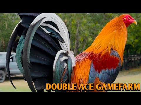 Albany Grey Kelso - DOUBLE ACE FARM