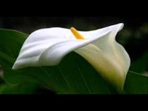 Mage dese kandulu...(මගේ දෑසේ කඳුළු තව දෑසක සතුටු කඳුලු වේ)Milton Perera