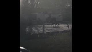 Deputies see a dog doing tricks on a skateboard