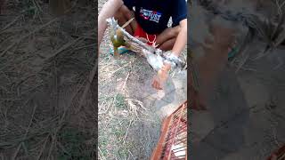 Download lagu mikat sogon malah dapat prenjak lumut/ prenjak lancurr😅🙏😂 mp3 Download lagu mikat sogon malah dapat prenjak lumut/ prenjak lancurr😅🙏😂 mp3
