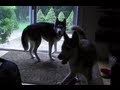 HUSKY HIDEOUT FROM HURRICANE IRENE 8 00 AM NJ 8 28