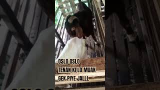 Download lagu proses Kawin iki lo bos #kambing #kawin #oslo #trending #shortvideo #trendingshorts #new mp3