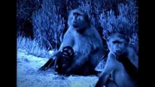 dusty springfield -  if you go away