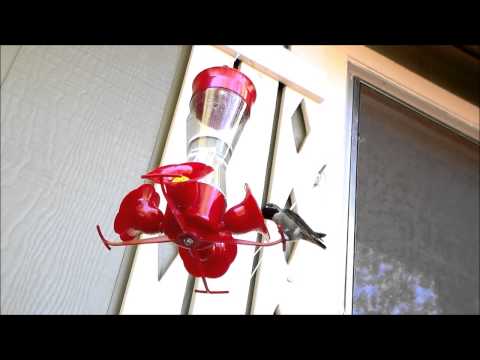 BROAD TAILED HUMMINGBIRD