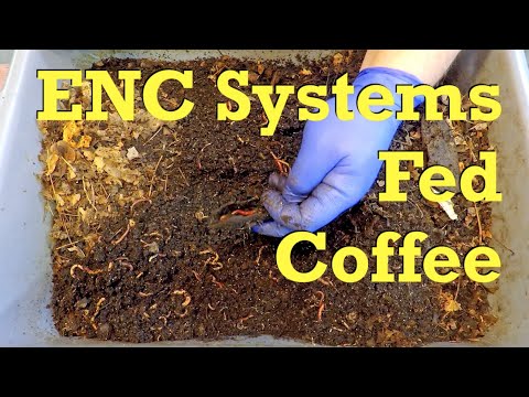121- and 128-day ENC worm bins get 13th & 15th feedings - vermicompost