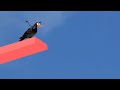 BIRDY HIGH DIVE Doodle Reallifedoodles Cartoons