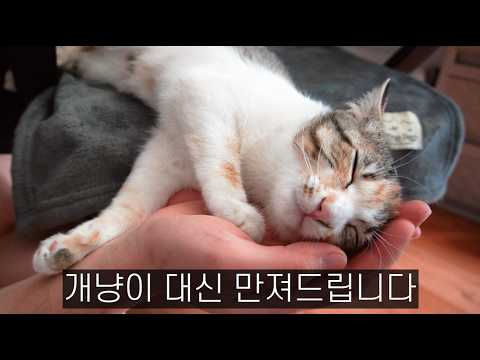 고양이 키우고 싶게 만드는 영상