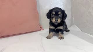 ハーフ犬の動画01