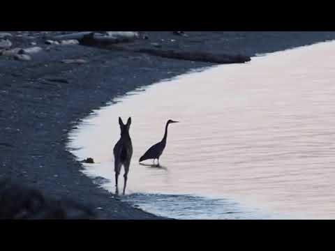Deer and Blue Heron 3/17/21