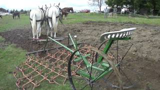 A nice pair of Mules pulling Chuck Cox's chain harrow.