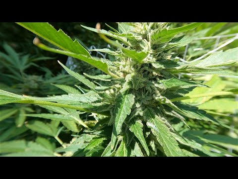 2023 Outdoor Cannabis grow site 2 Sept 18th update! ALMOST CROPTOBER!