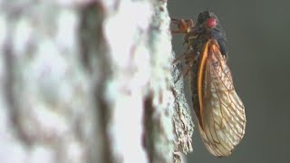 Brood 14 cicadas return to LI after 17 years
