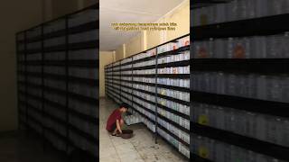 Download lagu Increase Capacity, Fishkinian Warehouse of Thousands of Betta Fish!! mp3 Download lagu Increase Capacity, Fishkinian Warehouse of Thousands of Betta Fish!! mp3