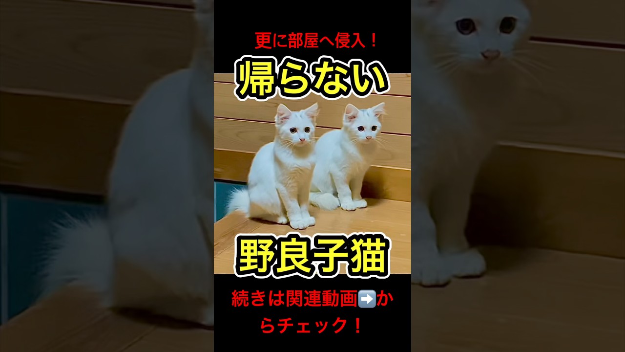 帰らない野良子猫たちが可愛すぎる #shorts