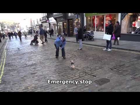 Dougie - Pug Puppy - 6 day residential dog training stay at Adolescent Dogs