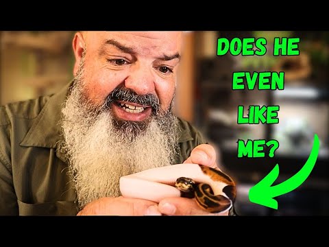 How to Get Your Snake to "Like" You