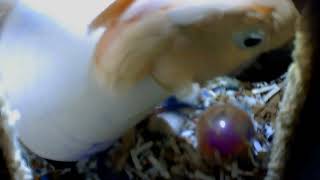 Happy Dancing Pebbles