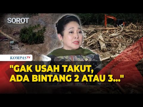 Firm! Titiek Soeharto Supports Forestry Minister's Action Against Deforestation: No Need to Fear ...