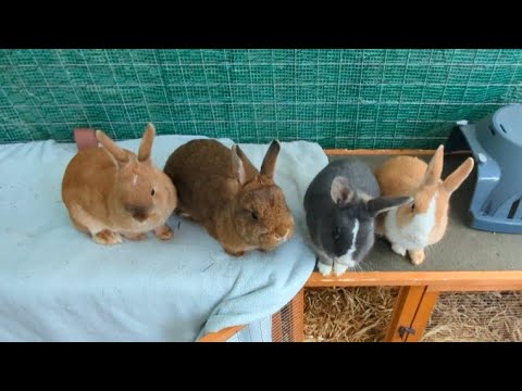 12 Minutes of Rabbit ASMR Footage | Uncut | Copyright Free | No Dialogue