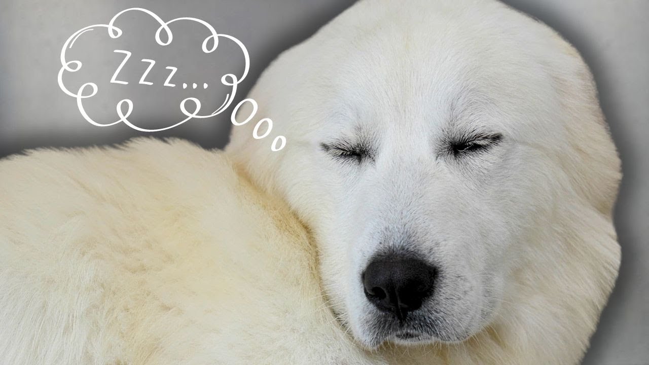 The Absolute BEST Dog I've Ever Groomed In My Career 🥺