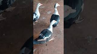 Duck Birds Videos