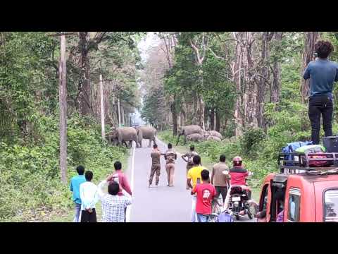 road cros kartika forest