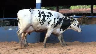 Vídeo 5 - 1ª ETAPA MEGA LIQUIDAÇÃO TOTAL AGROPECUÁRIA MARAJOARA - DIA 4 | GADO GIROLANDO E HOLANDÊS