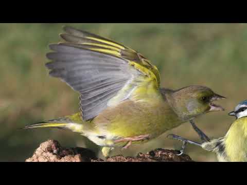 BTO Bird ID - Green finches in your garden