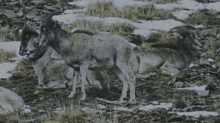 Tibetan argali: Most thirst-enduring animal on the plateau