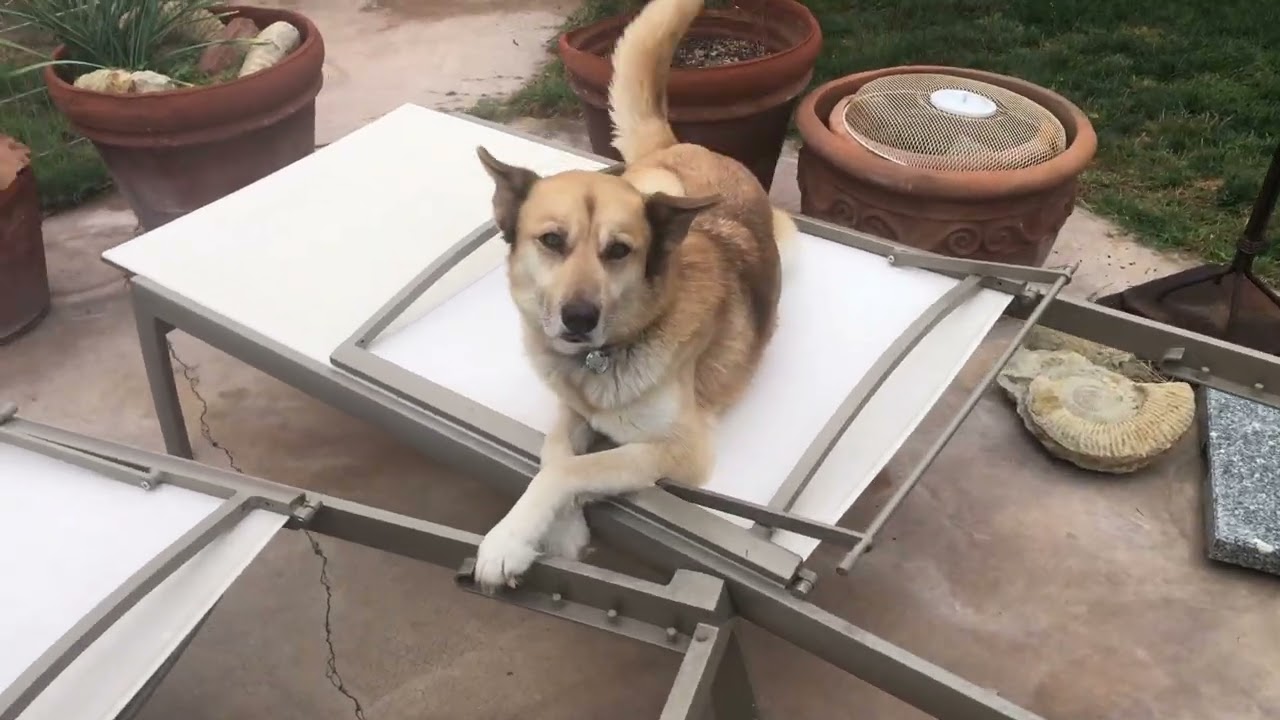 Enlarge Emmy, a ADOPTABLE mixed breed in Scottsdale, AZ video 6/6