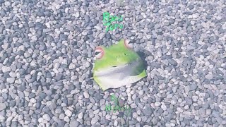 Neighbourly – “Rana Toro”