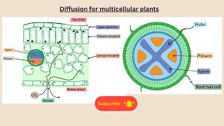 Diffusion for multicellular plants for AQA GCSE Biology or combined science