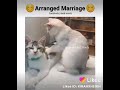 Love Marriage Vs Arrange Marriage Funny Videos New WhatsApp Status Videos