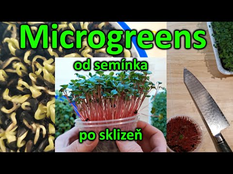 , title : 'Pěstování microgreens od semínka po sklizeň'