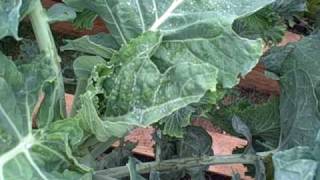 Walking Stick Kale also known as Jersey Kale