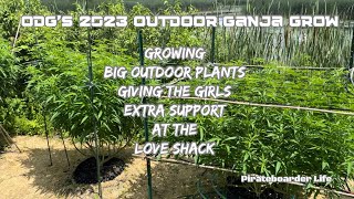 ODG’s 2023 OGG Growing Big Outdoor Cannabis Plants…Giving the Girls Extra Support at the Love Shack