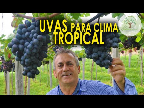 , title : 'Uvas para Clima Tropical Brasileiras Cultivares da Embrapa Vitória, Ísis, Melodia e Núbia'