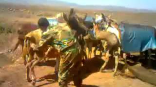 Syrian Army shooting at a herd of donkeys! Syrian Revolution 2011
