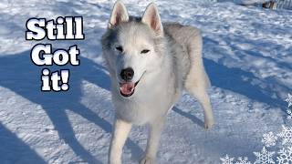 My Old Dog Gets the Zoomies in The BRUTAL Cold!