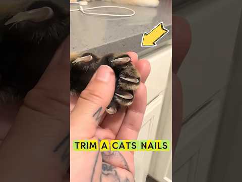 This man has a clever way to trim his cats nails