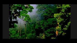 Download lagu Suara Air Mengalir dan Suara Burung di Alam Liar untuk Relaksasi mp3