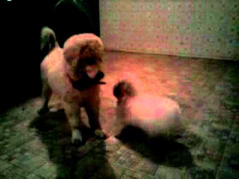 Maltês x Kuvasz (Lohan e Thor)