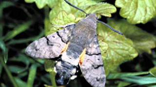 Moby &amp; Public Enemy - Make Love, Fuck War (Claxeyes Mix)