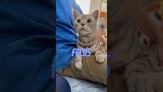 《猫動画》ねこちゃんが乗っかった途端、挙動不審になった、その瞬間がかわいいくてこんな感じになりました_#Shorts #cat #kitty #アメショ #vlog