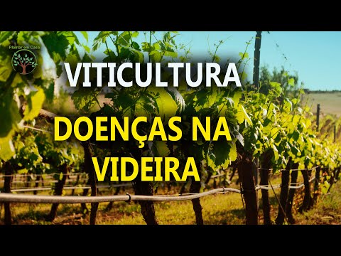 , title : 'Viticultura, Doenças e Pragas na Videira'